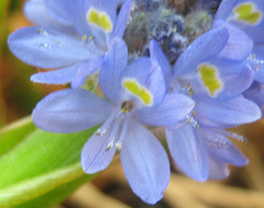 Angiospermae