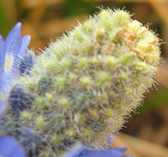 Angiospermae