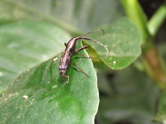 Arrhenodini