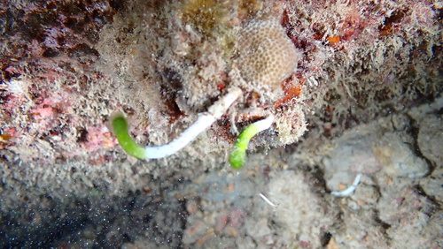 Neomeris annulata observed 2025-04-28