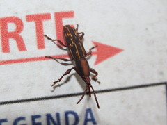 Arrhenodini