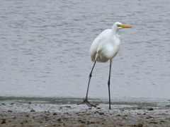 Ardea alba egretta
