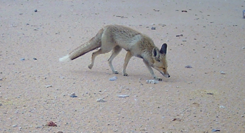 Arabian Red Fox
