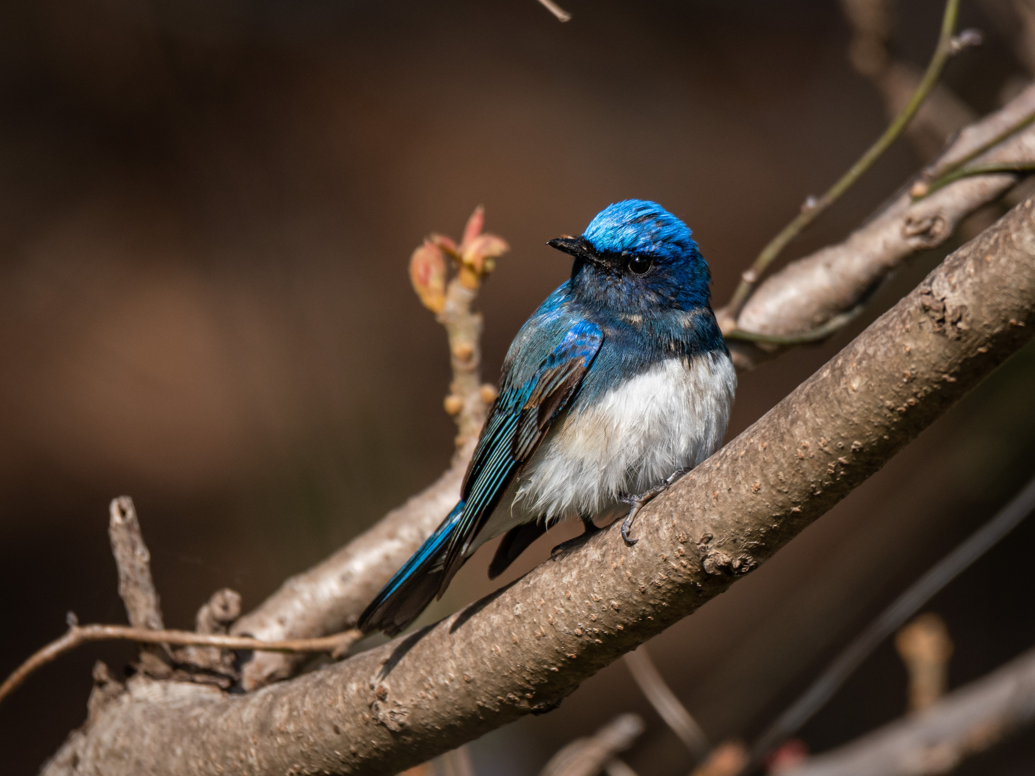 Blue-and-white Flycatcher