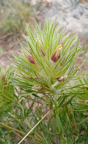Bungea vesiculifera