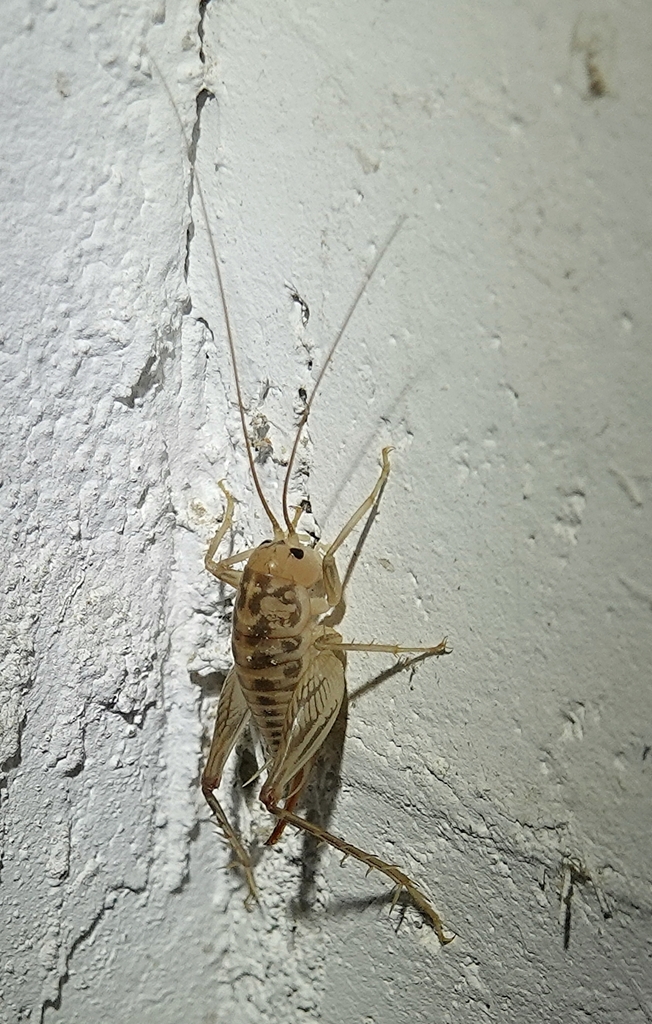 Plains camel cricket