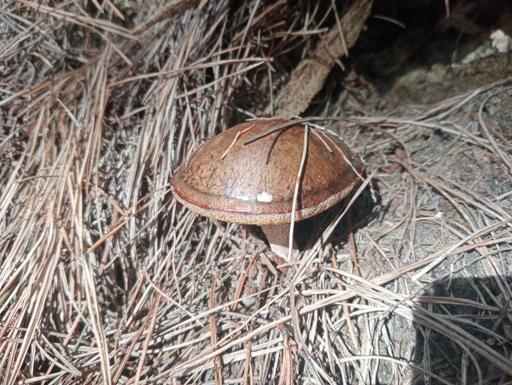 Suillus granulatus · April 2025 · photo: © john_barkla (iNaturalist, cc0)