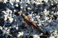Schistocerca melanocera