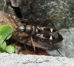Slaterobius insignis