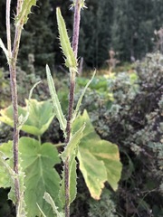 Cirsium parryi