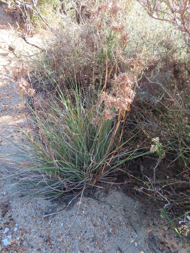 Dobo Grass (Cymbopogon marginatus)