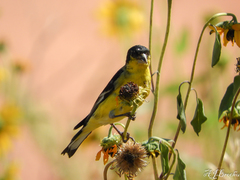 Spinus psaltria
