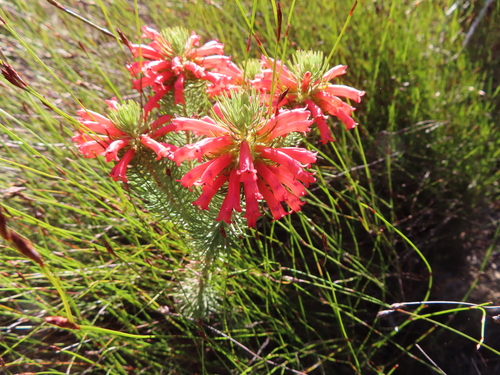 Image of Golden Heath (Erica grandiflora) by (c) linkie, some rights reserved (CC BY)