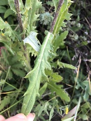 Cirsium parryi parryi
