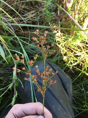 Juncus oxymeris