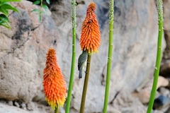 Diglossa caerulescens