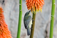 Diglossa caerulescens