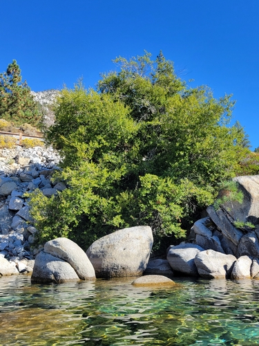 Quercus chrysolepis × vacciniifolia