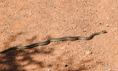 Thamnophis elegans vagrans