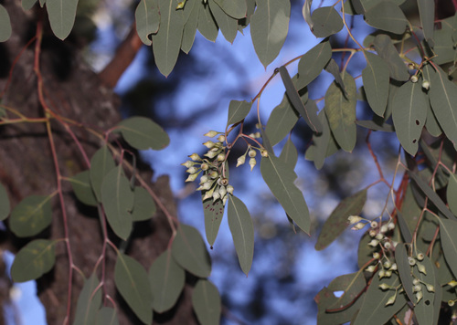 Eucalyptus caleyi, photograph 2