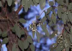Eucalyptus caleyi, photograph (c) Lachlan Copeland, some rights reserved (CC BY-SA)