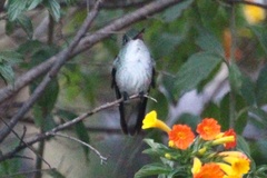 Elliotomyia chionogaster