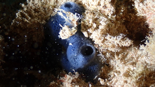 Cladocroce burapha observed 2025-04-28