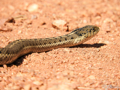 Thamnophis elegans vagrans