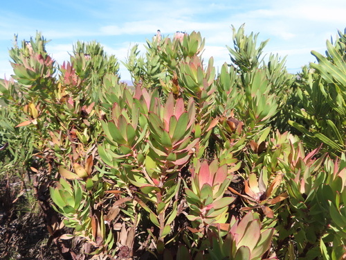 Image of Leucadendron sessile by (c) linkie, some rights reserved (CC BY)