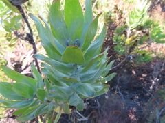 Leucospermum gueinzii, photograph (c) linkie, some rights reserved (CC BY)