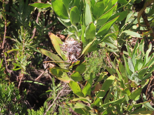 Leucospermum gueinzii, photograph 3