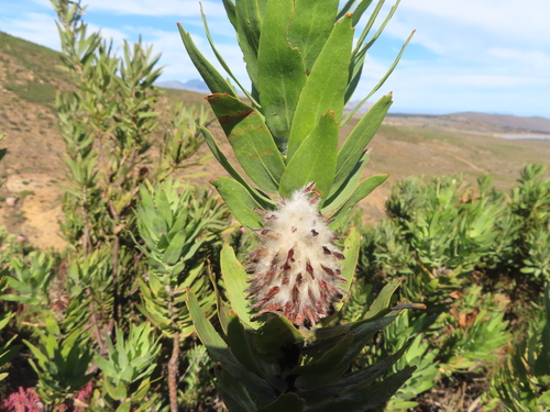 Kloof Fountain Pincushion (Leucospermum gueinzii)