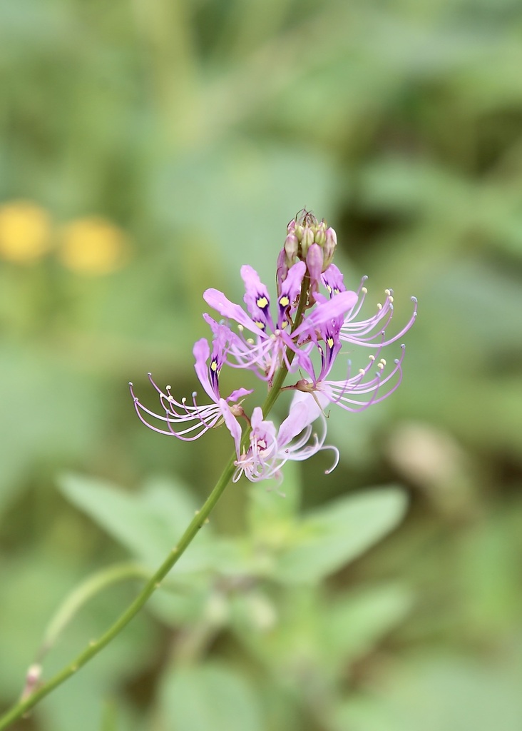 Cleome macrophylla (Cleome macrophylla)