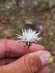 Centaurea ×psammogena