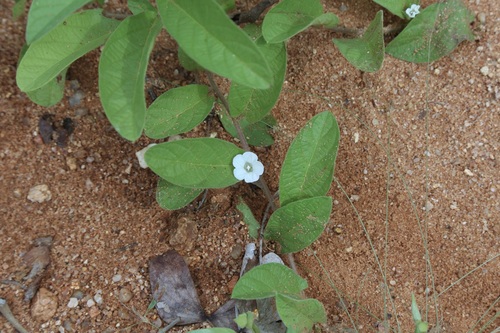 Ipomoea leucanthemum