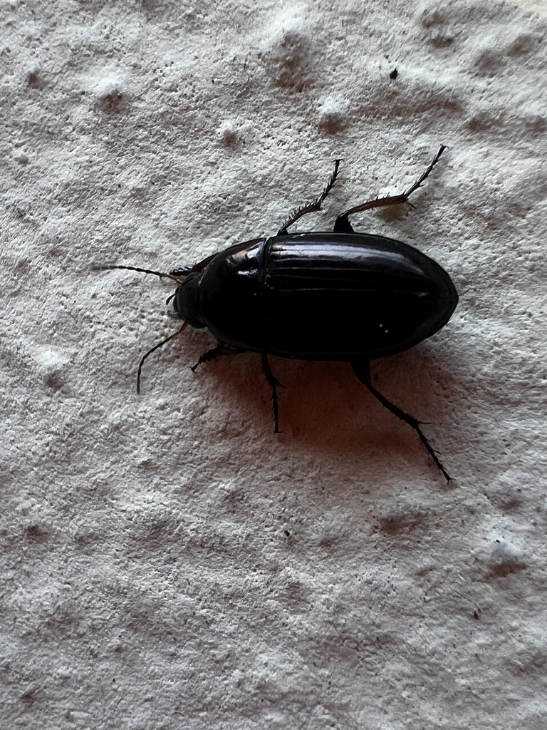 Common Sun Beetle