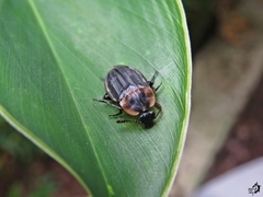 Oxelytrum discicolle