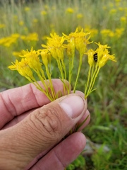 Solidago vossii