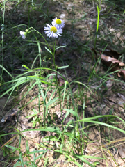 Erigeron tenuis