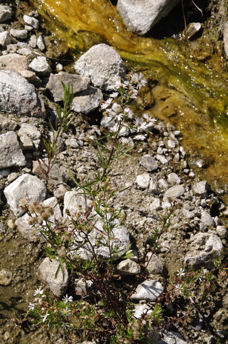 Image of Symphyotrichum bracteolatum by (c) Eric Knight, some rights reserved (CC BY)
