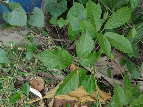 Cayratia pedata, 2025-04-28