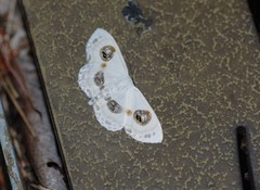 Problepsis eucircota