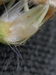 Centaurea ×psammogena