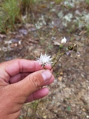 Centaurea ×psammogena