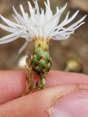 Centaurea ×psammogena