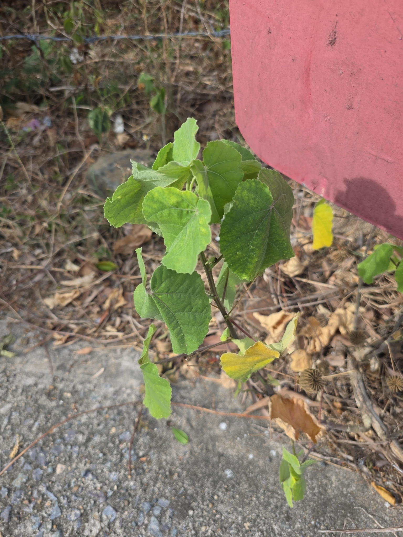 Abutilon indicum — ảnh 2