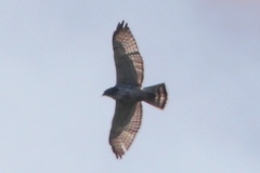 Buteo albigula