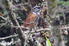 Pheugopedius eisenmanni