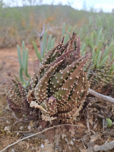 Tulista pumila