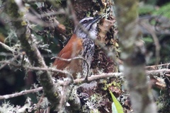 Pheugopedius eisenmanni